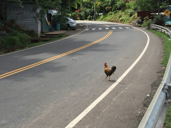 Descubre el mundo emocionante del Juego de la Carretera del Pollo en España, chicken road game
