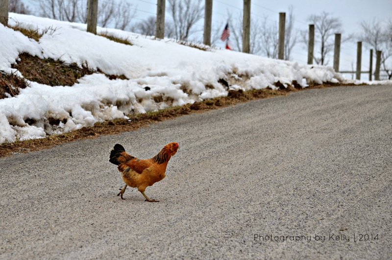 Immagine: Scopri il Segreto di Chicken Road: il Gioco da Scommessa piu' Popolare in Italia