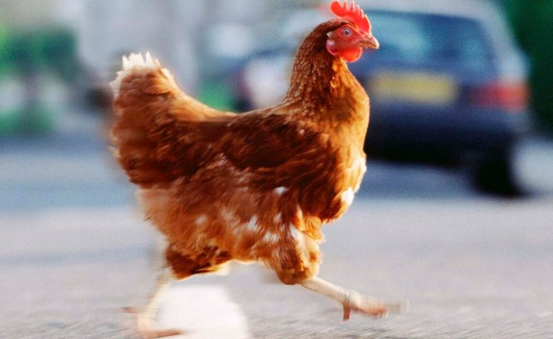 Conoce el Mysterious Juego de la Calle del Pollo en España
